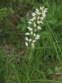 (40) Sword-leaved helleborine (Cephalanthera longifolia)